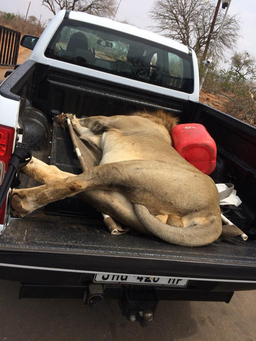 Darted escaped lion sleeping in the back of a bakkie