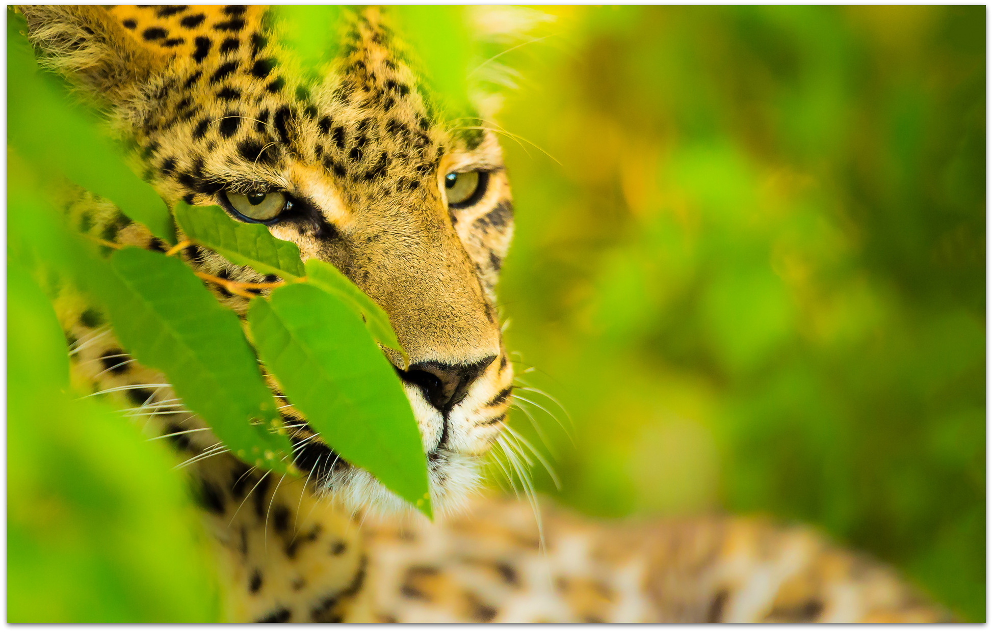 Leopard up close in the Maasai Mara