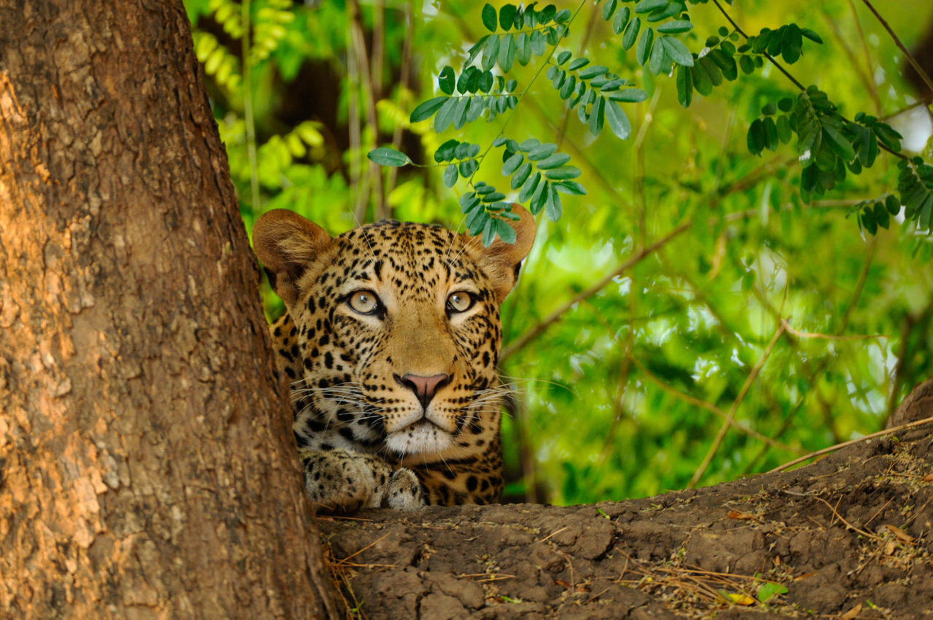 Leopard sitting in a tree
