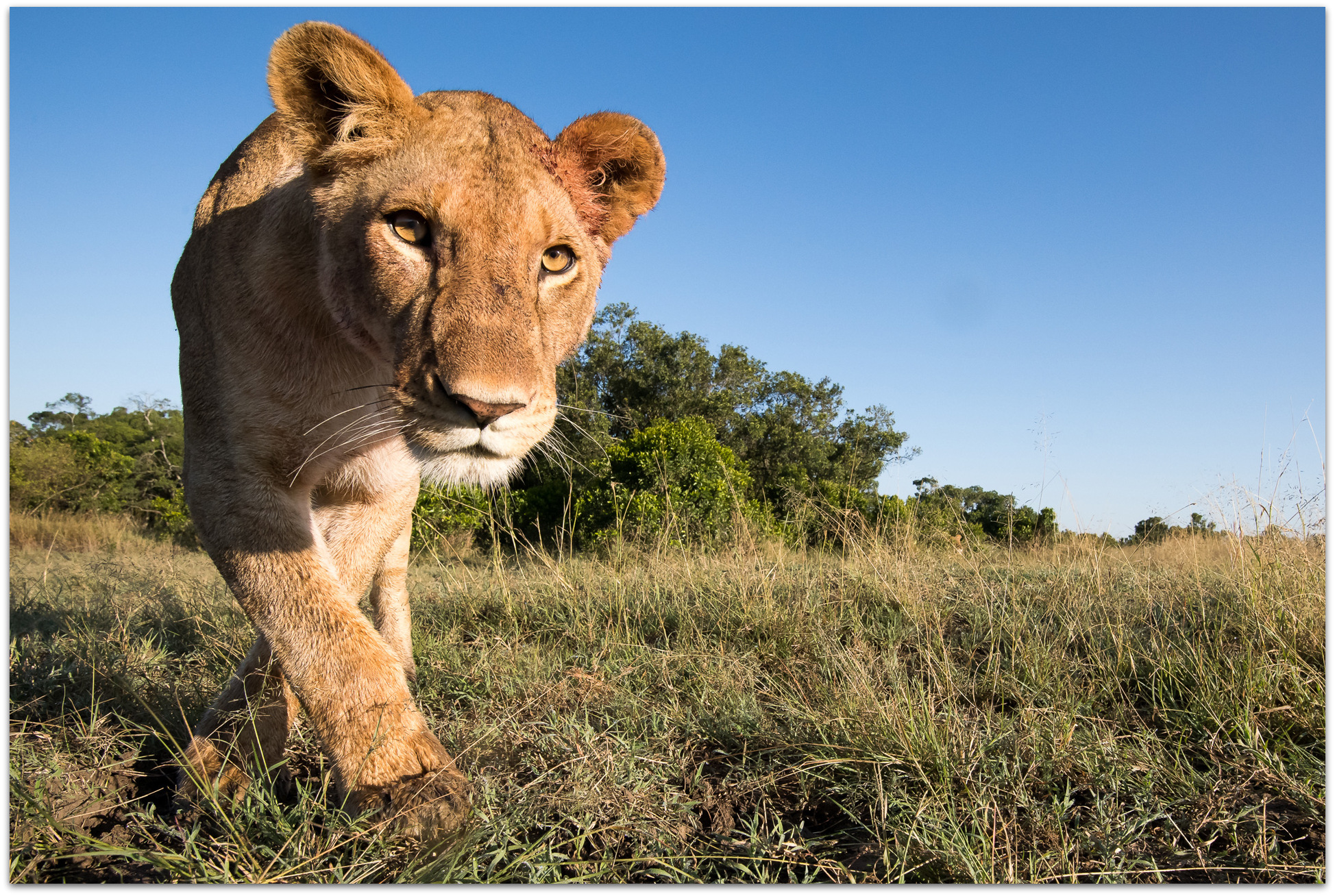 Lioness approaching camera in the Maasai Mara