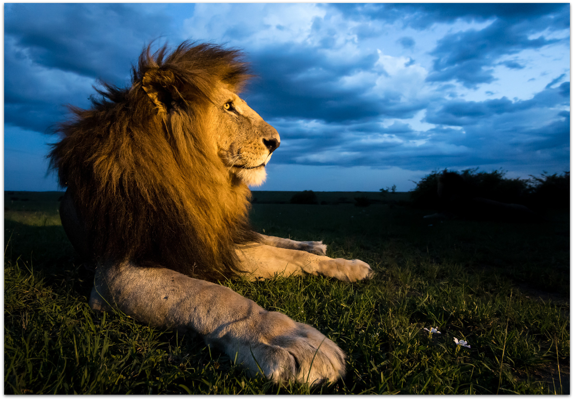 Male lion in the Maasai Mara at sunset