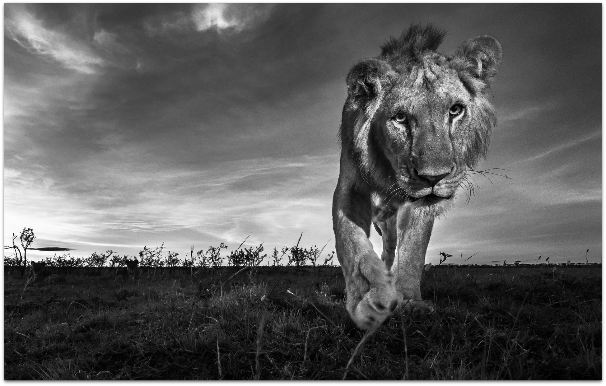 Young lion approaching camera in the Maasai Mara