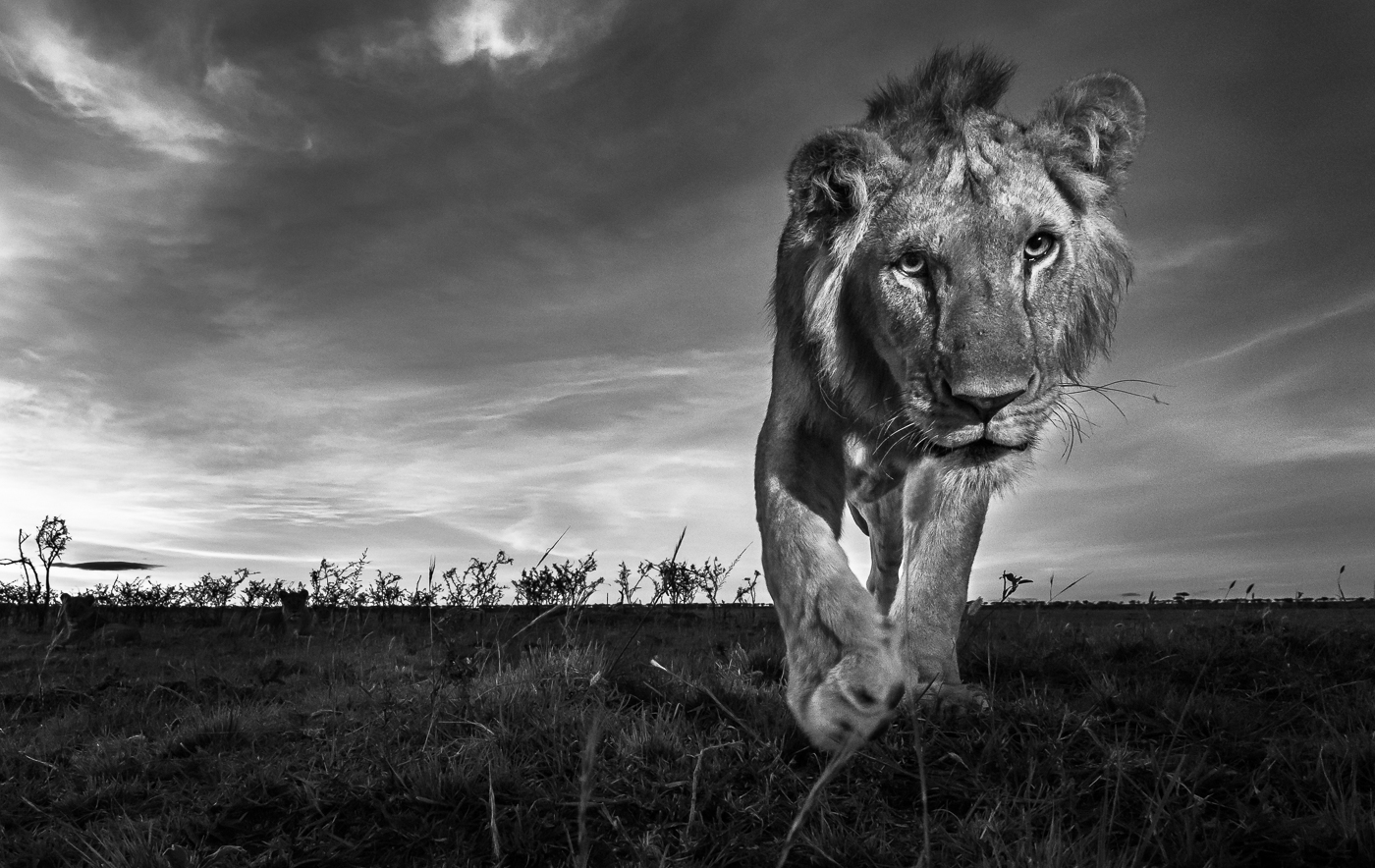Male lion resting in Lower Zambezi National Park
