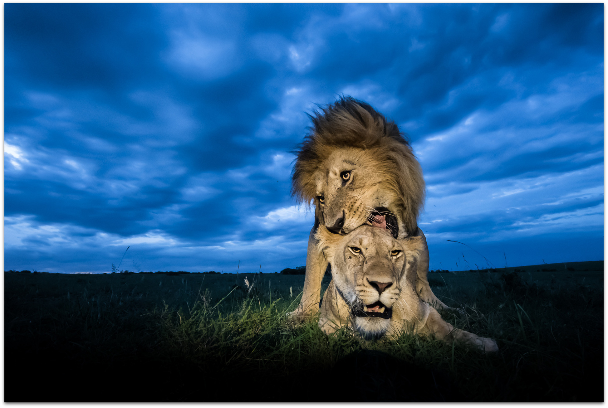 Two lions mating in the Maasai Mara