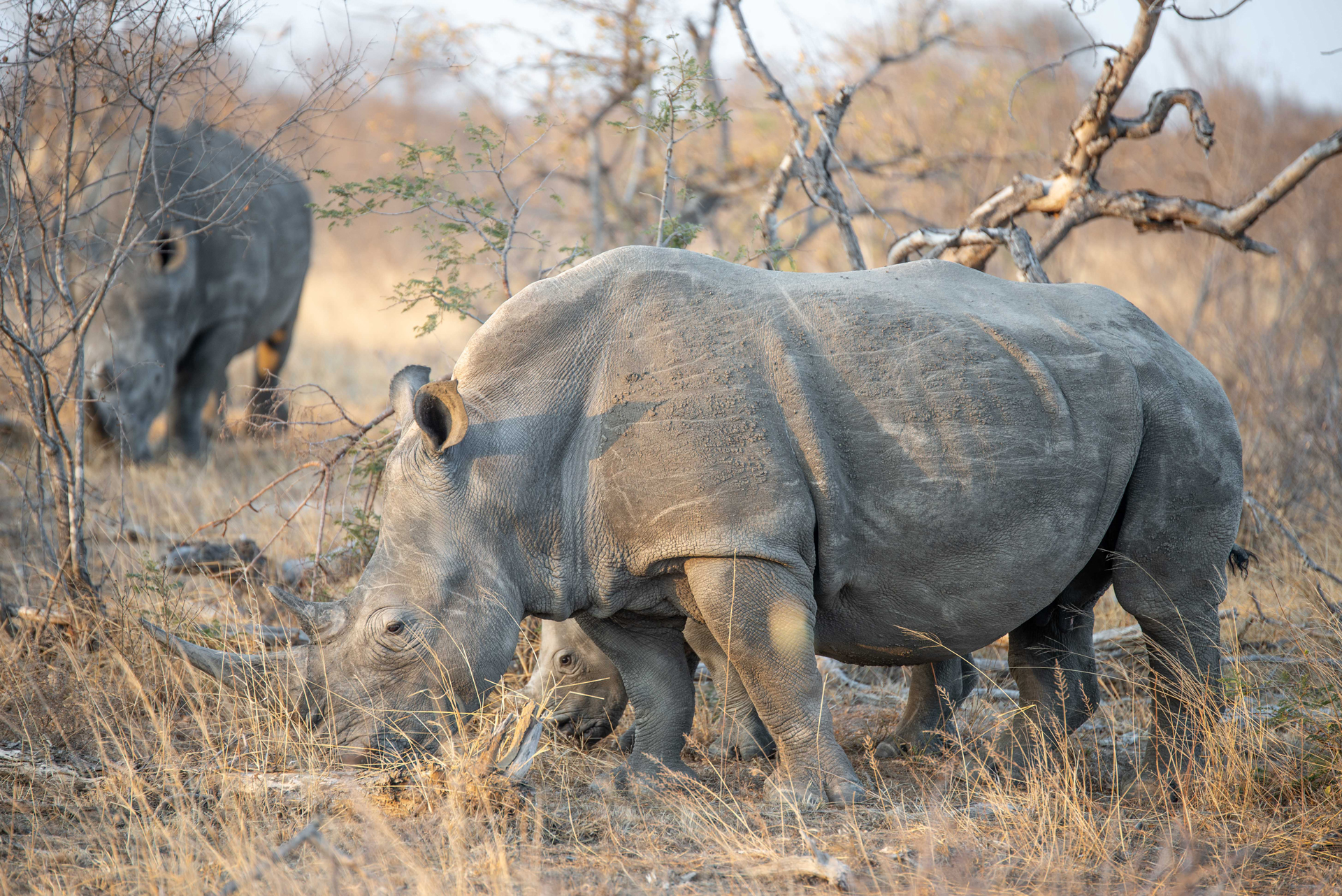 White rhino and her calf