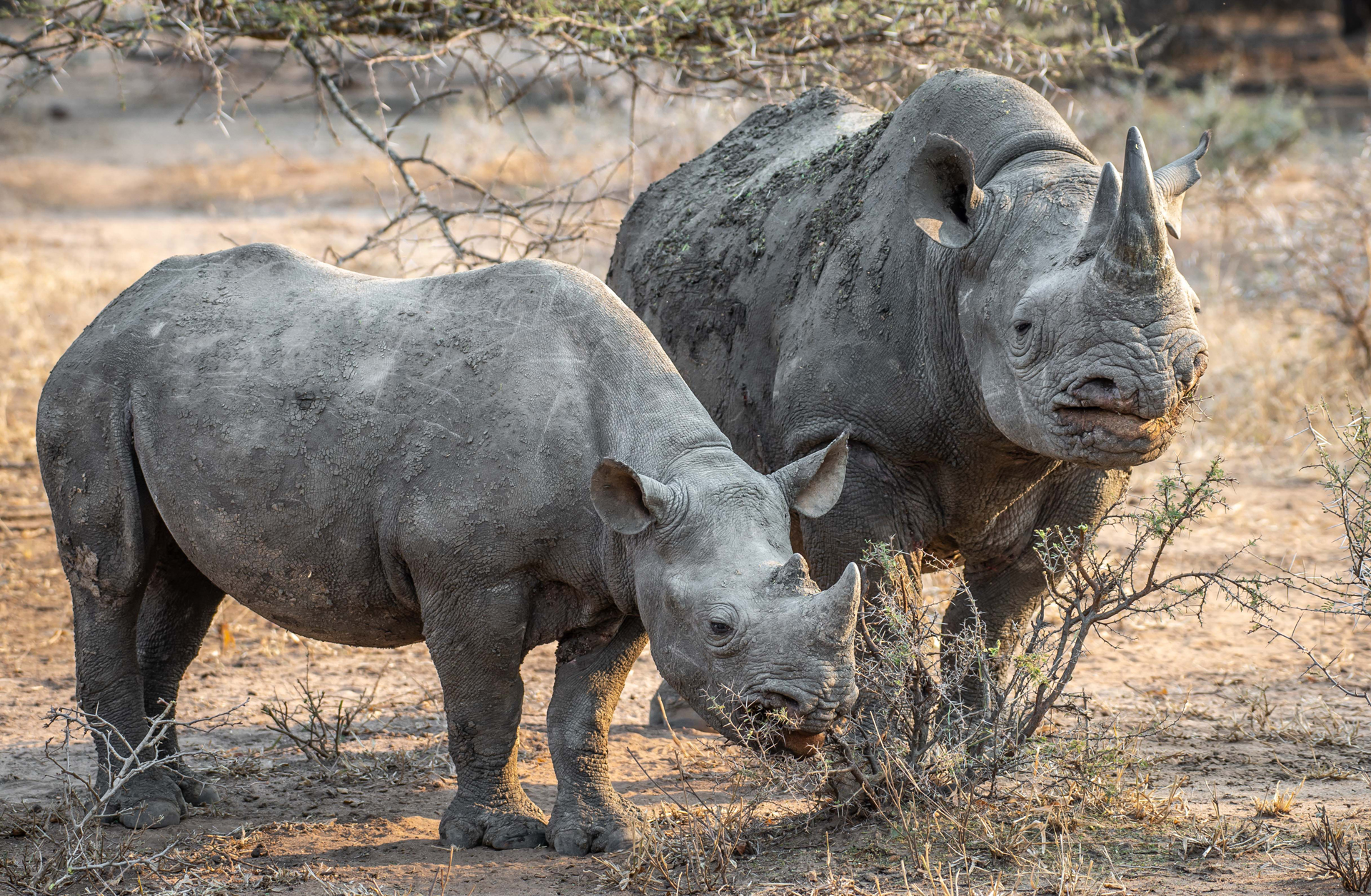 A black rhino and her calf