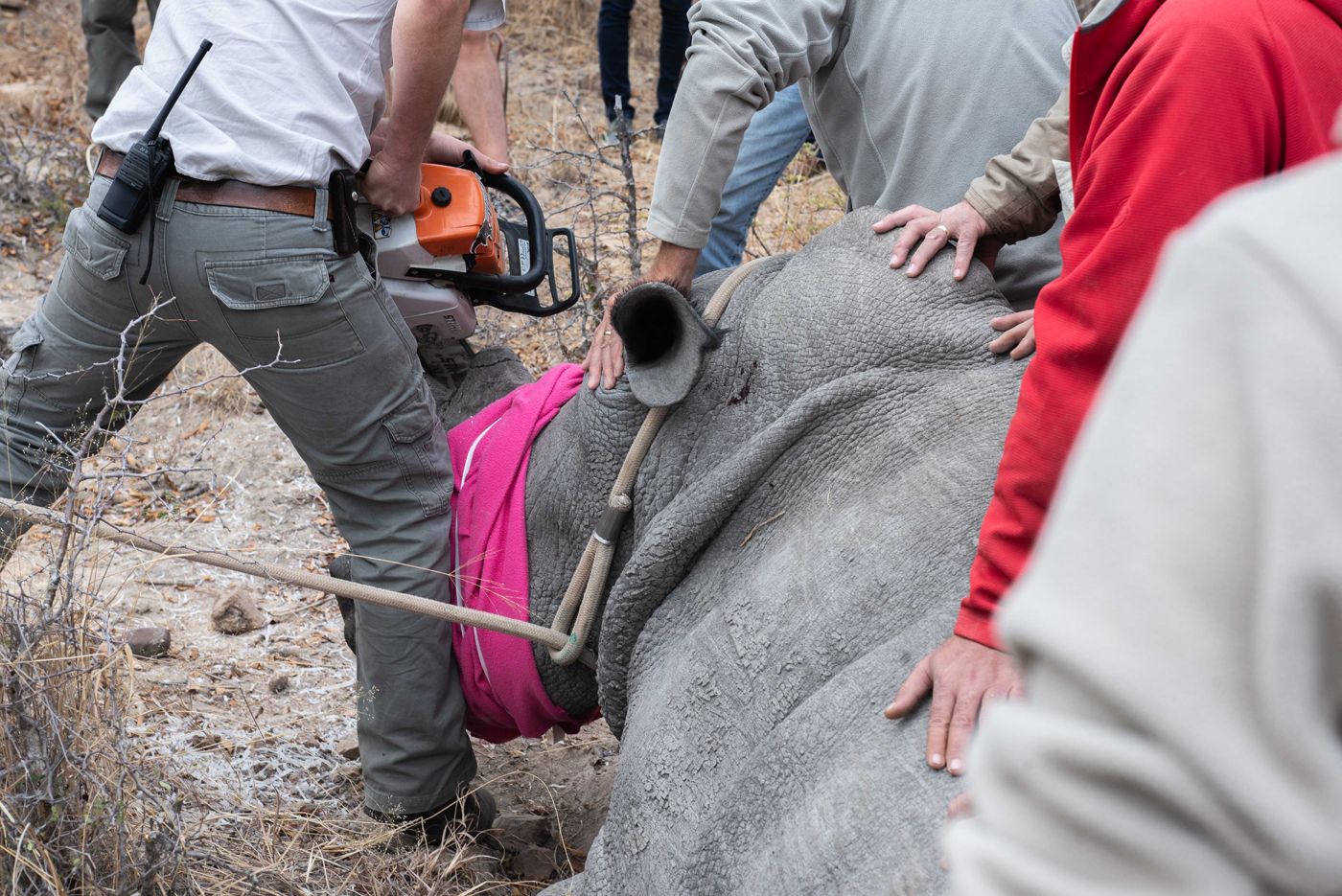 Rhino being dehorned