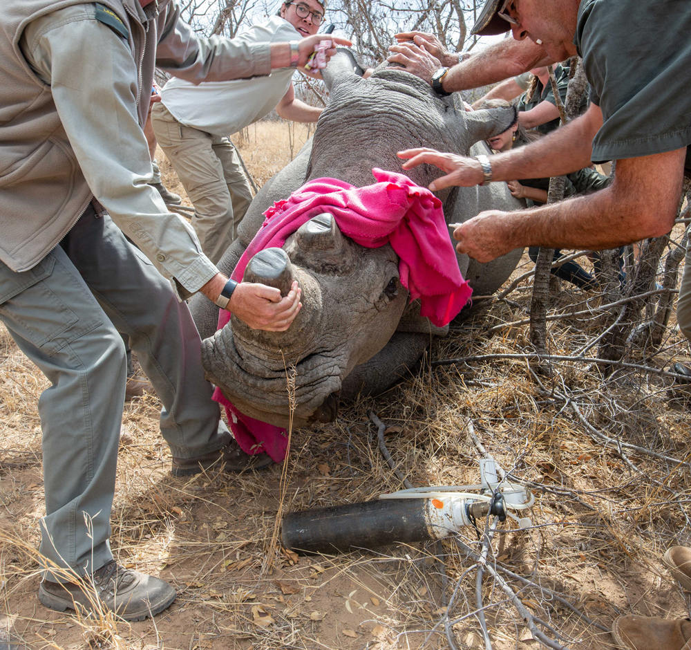 Rhino being helped by the team as part of a dehorning process