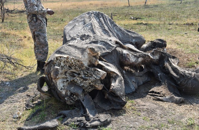 An elephant carcass in Botswana