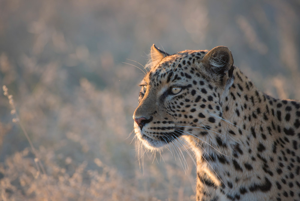 Female leopard in Etosha National Park