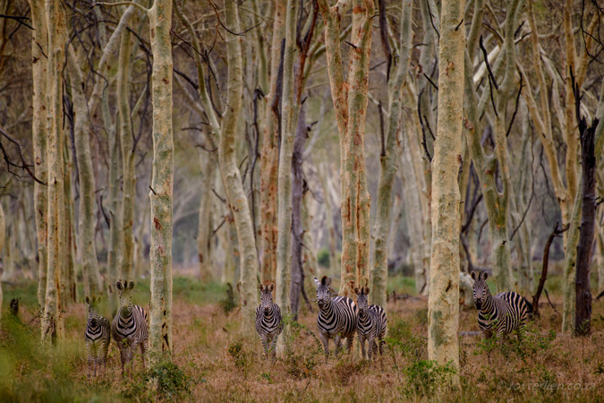 Zebras in the fever tree forest in Makuleke Concession