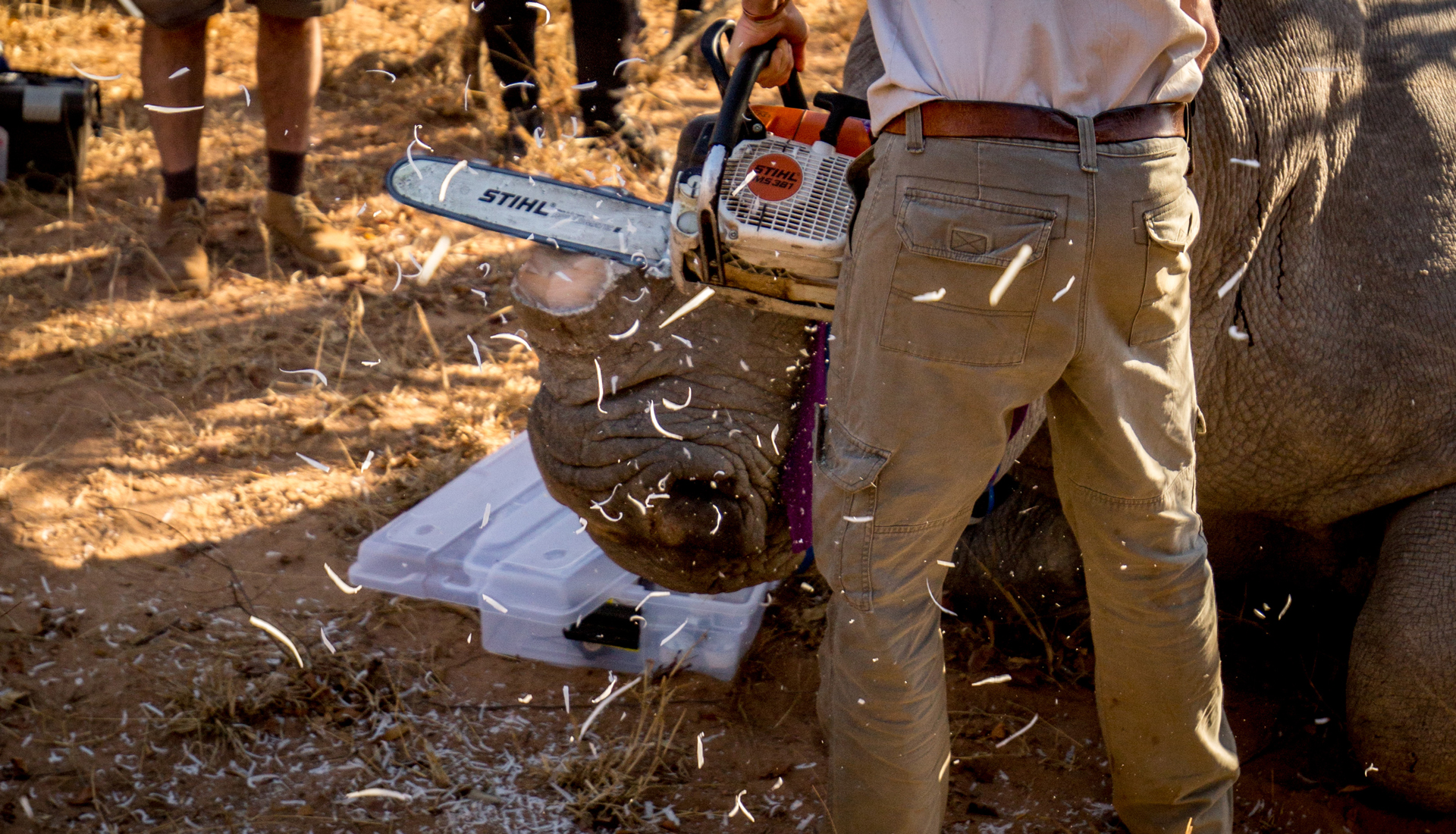 Rhino being dehorned with chainsaw in dehorning process