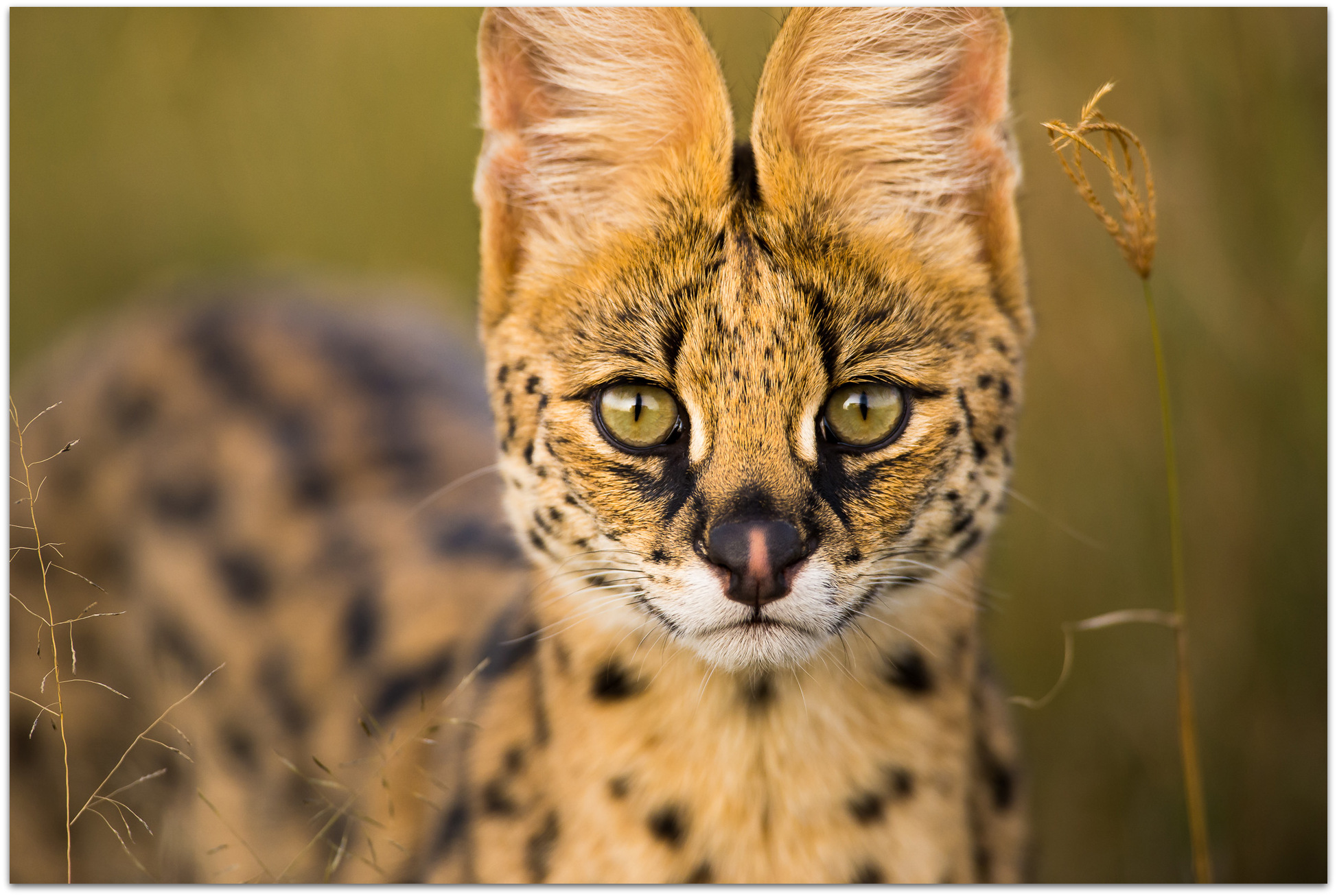 Serval cat in the Maasai Mara