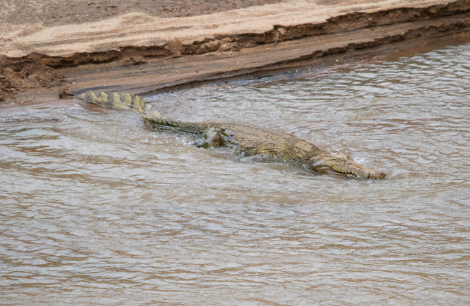 Nile crocodile in Shaba National Reserve in Kenya