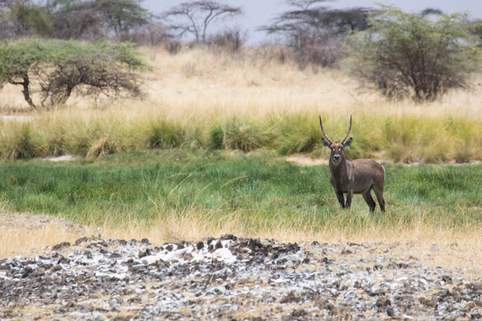 Waterbuck in Shaba National Reserve in Kenya