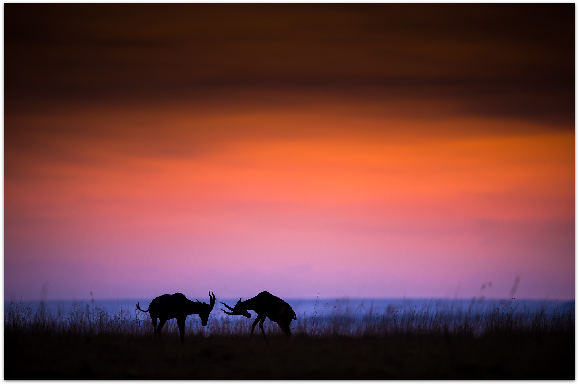 Topi sparring in the Maasai Mara