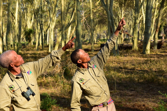 Two trackers birding in the fever tree forest in the Makuleke Concession