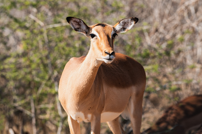 Impala