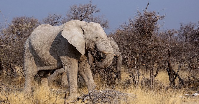 Elephant in Botswana