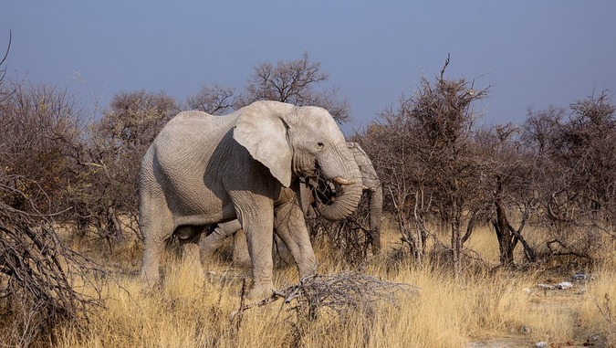 Elephant browsing in Botswana park