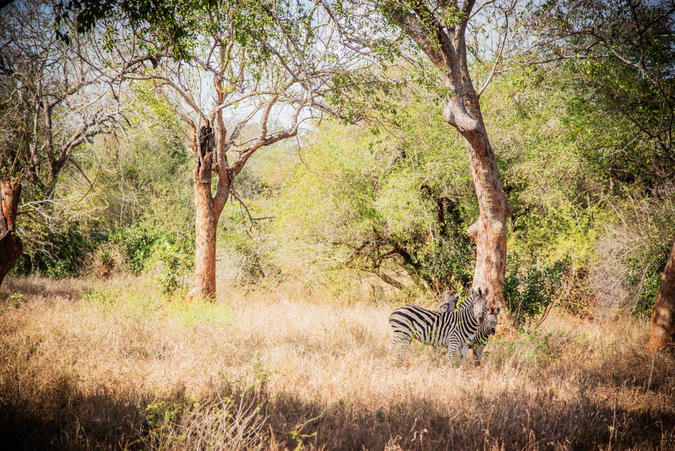 Zebra in Zinave National Park