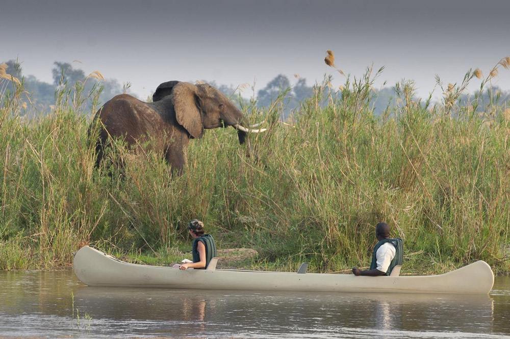 Elephant on the banks of a river with canoe