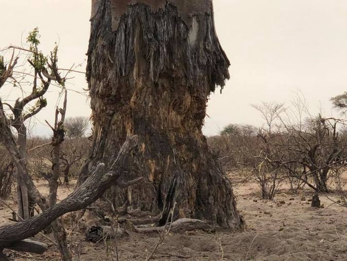 Elephant damage to a tree in Botswana