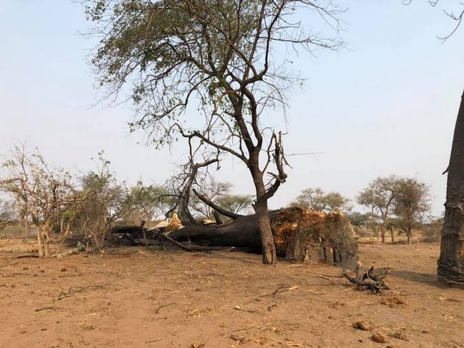 Tree damage due to elephants in Botswana
