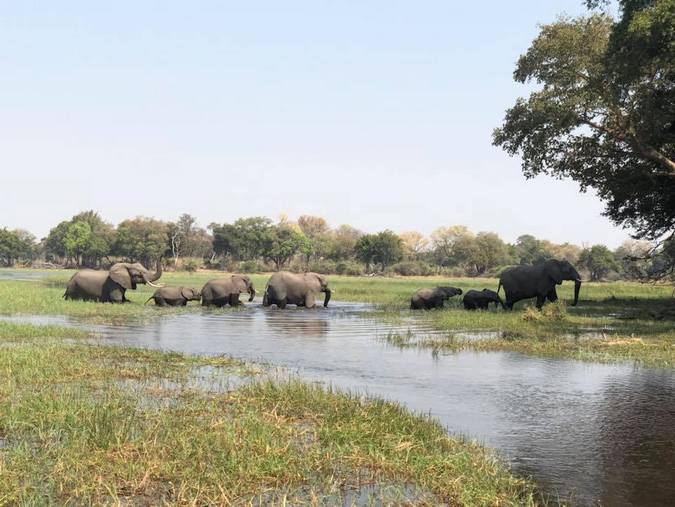 Elephant herd crossing delta in Botswana