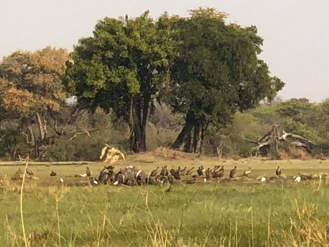 Vultures eating elephant carcass in Botswana