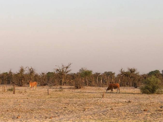Cattle in Botswana