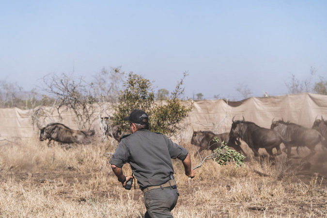 Running with wildlife is par for the course when you're part of a game capture team