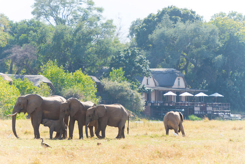 Elephant herd browsing by Royal Zambezi Lodge