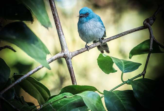 African blue flycatcher in Maasai Mara in Kenya