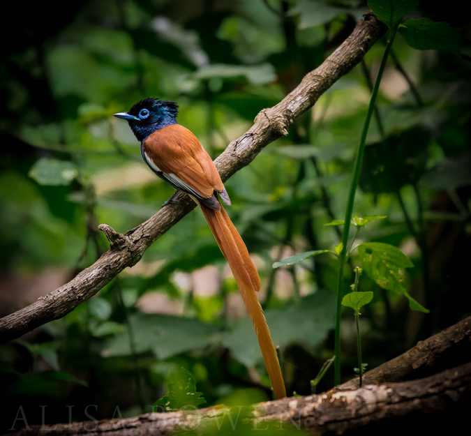 African paradise flycatcher in Maasai Mara in Kenya