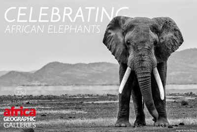 Celebrating African Elephants Gallery