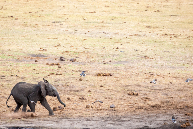 Elephant calf chasing birds