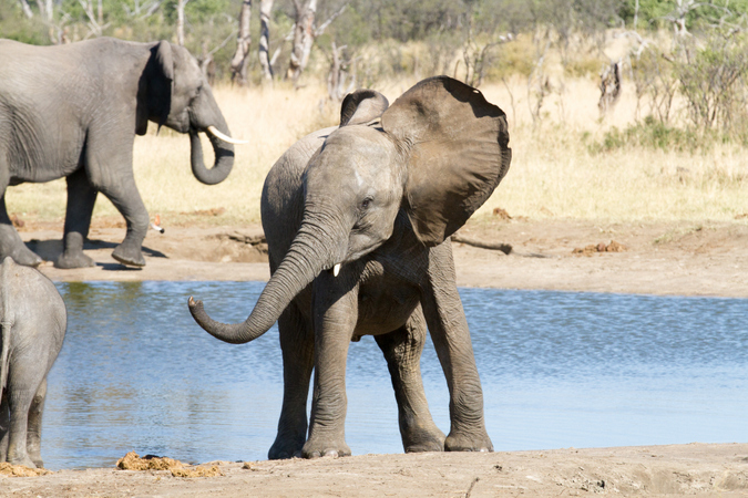 Elephants at waterhole