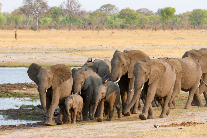 Herd of elephants approaching waterhole