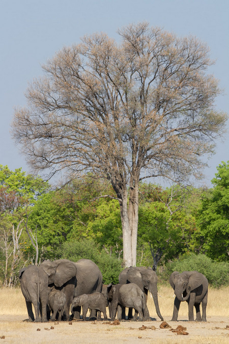 Elephant herd in Zimbabwe