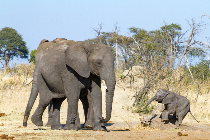 Elephant and calf