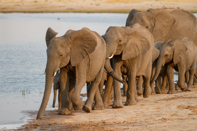 Herd of elephants by waterhole