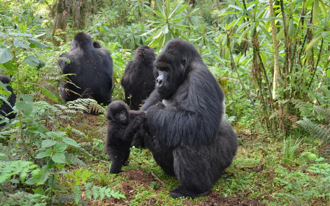 Male gorilla with baby in Rwanda forest