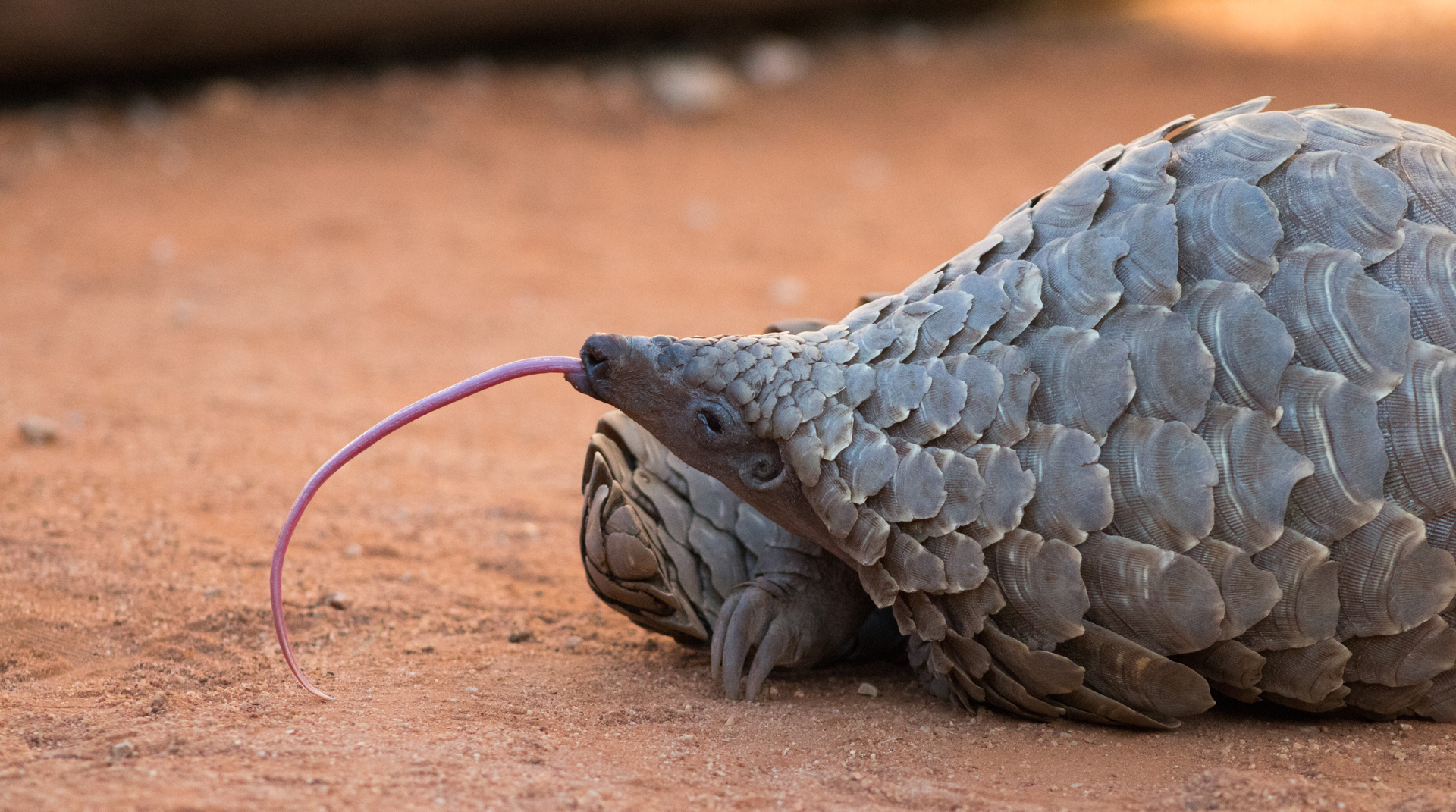 Cape pangolin sticking its tongue out