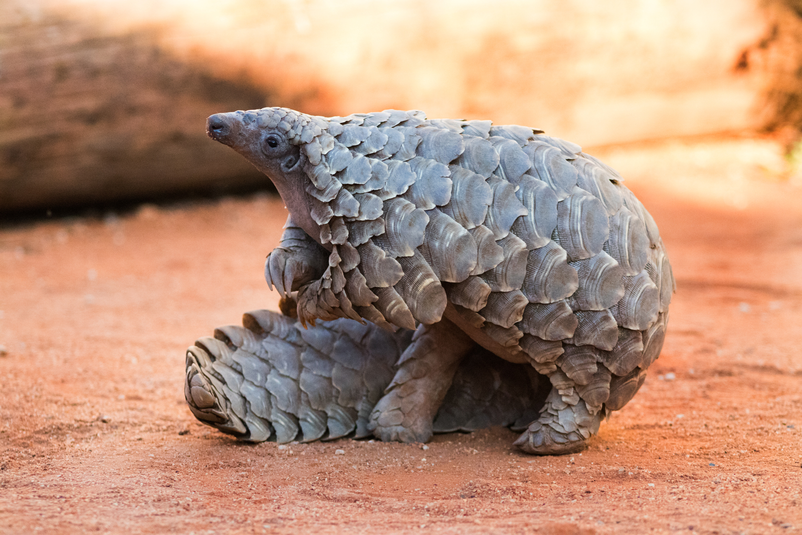 Pangolin