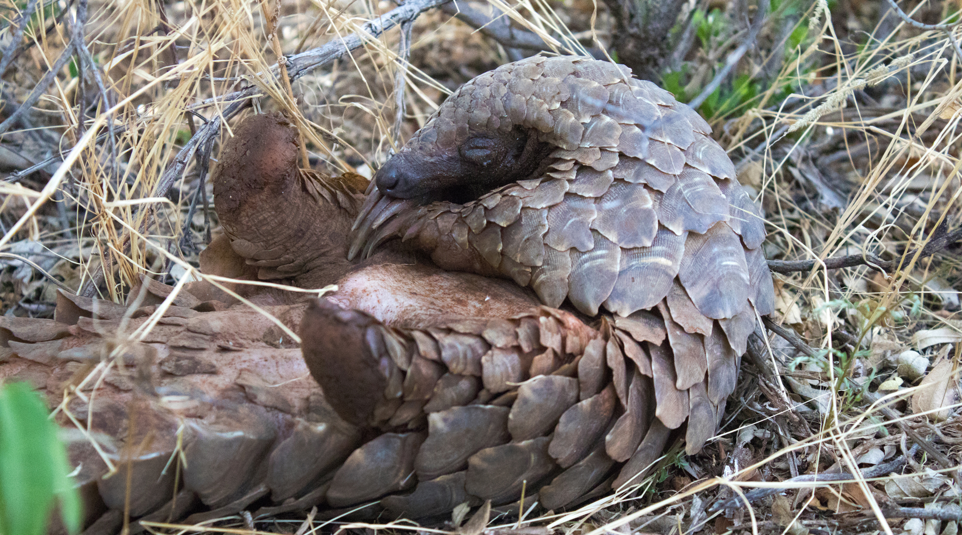 Pangolin taking a nap in the bush