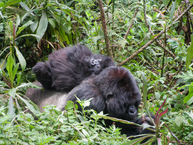 Isabukuru and Icyororo, mountain gorillas