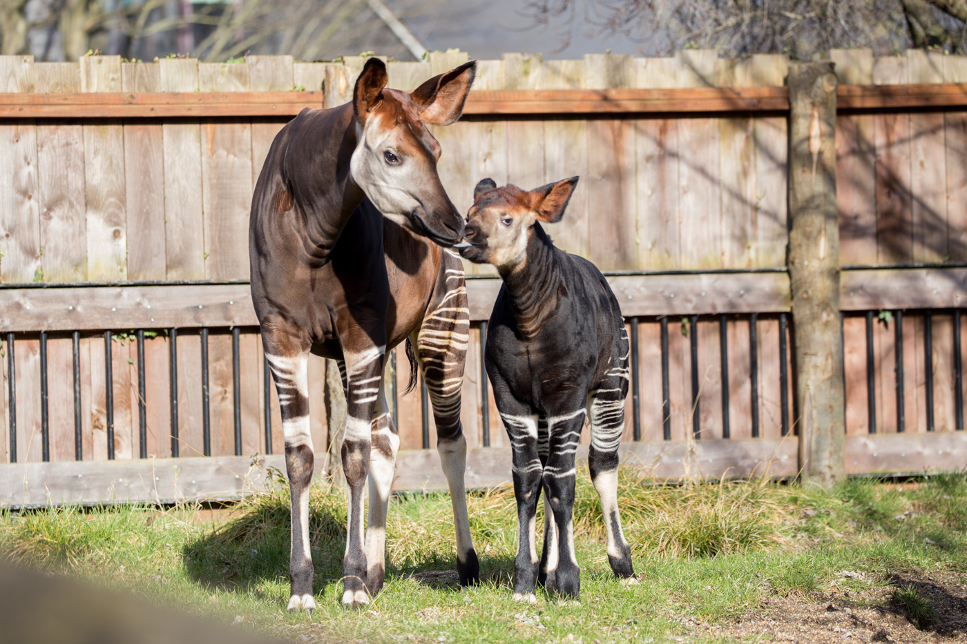 Okapi mother with calf