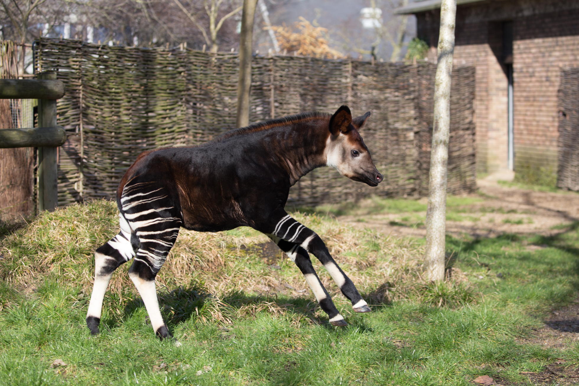 Okapi calf frolicking in zoo