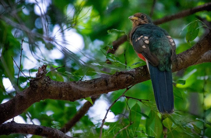 Narina trogon in Maasai Mara in Kenya